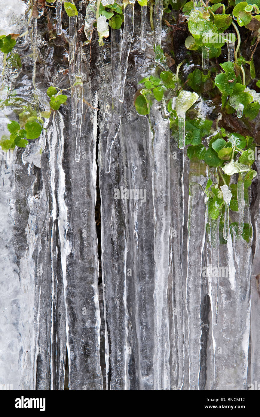 Detalle de una cascada congelada (agua-break-su-neck, New Radnor, Powys, Reino Unido). Deja congelado y carámbanos Foto de stock