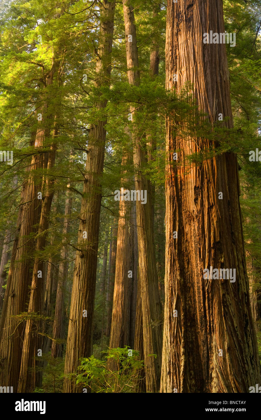 California, Parque Nacional Redwood, secoyas, bosques de secoyas, (Sequoia sempervirens) Foto de stock