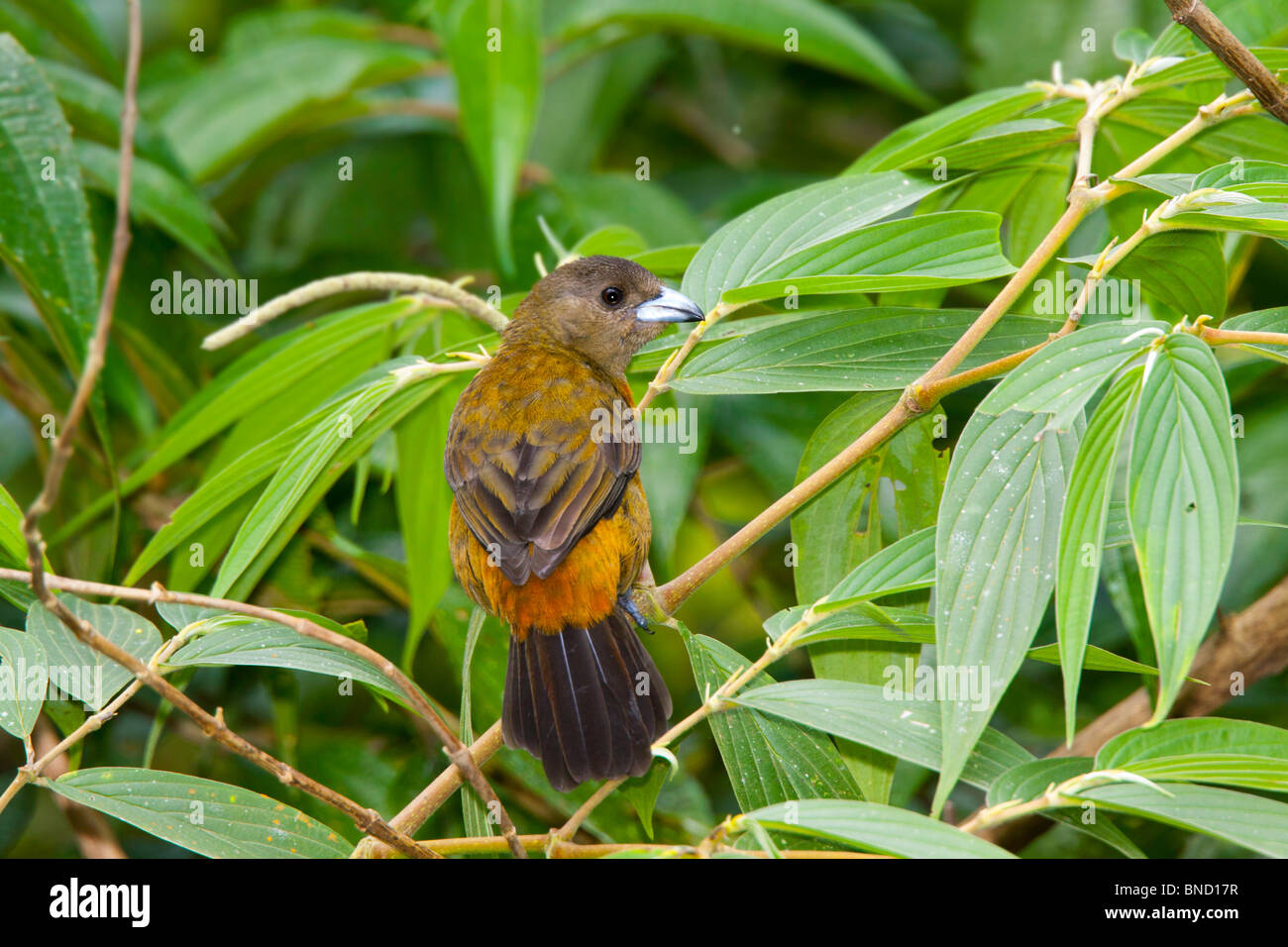 Cherrie's Tanager hembra adulta endémica de Costa Rica y Panamá. Foto de stock