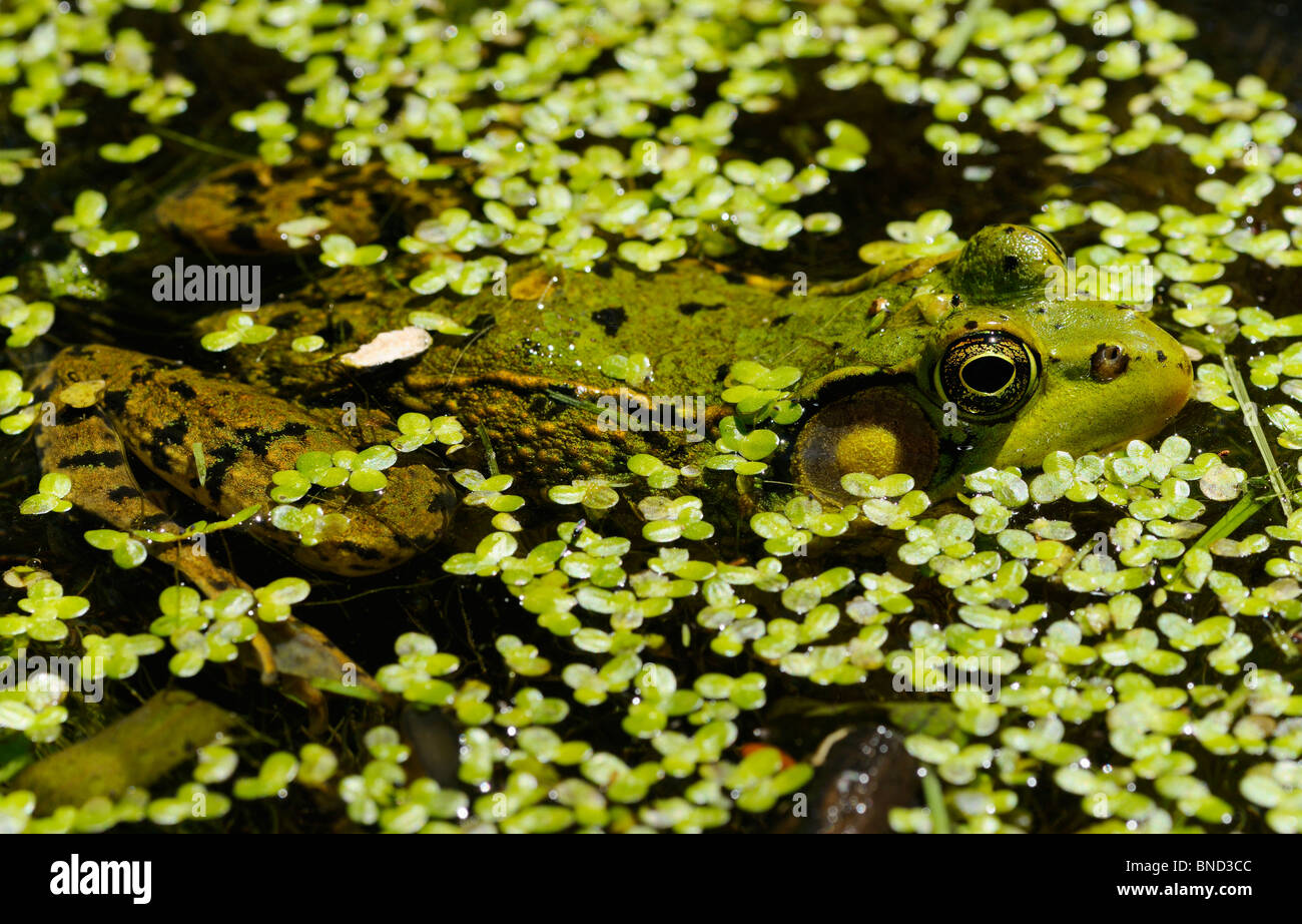 Todo el cuerpo de un hombre rana verde Rana clamitans flotando en un estanque entre maleza pato flotante Foto de stock