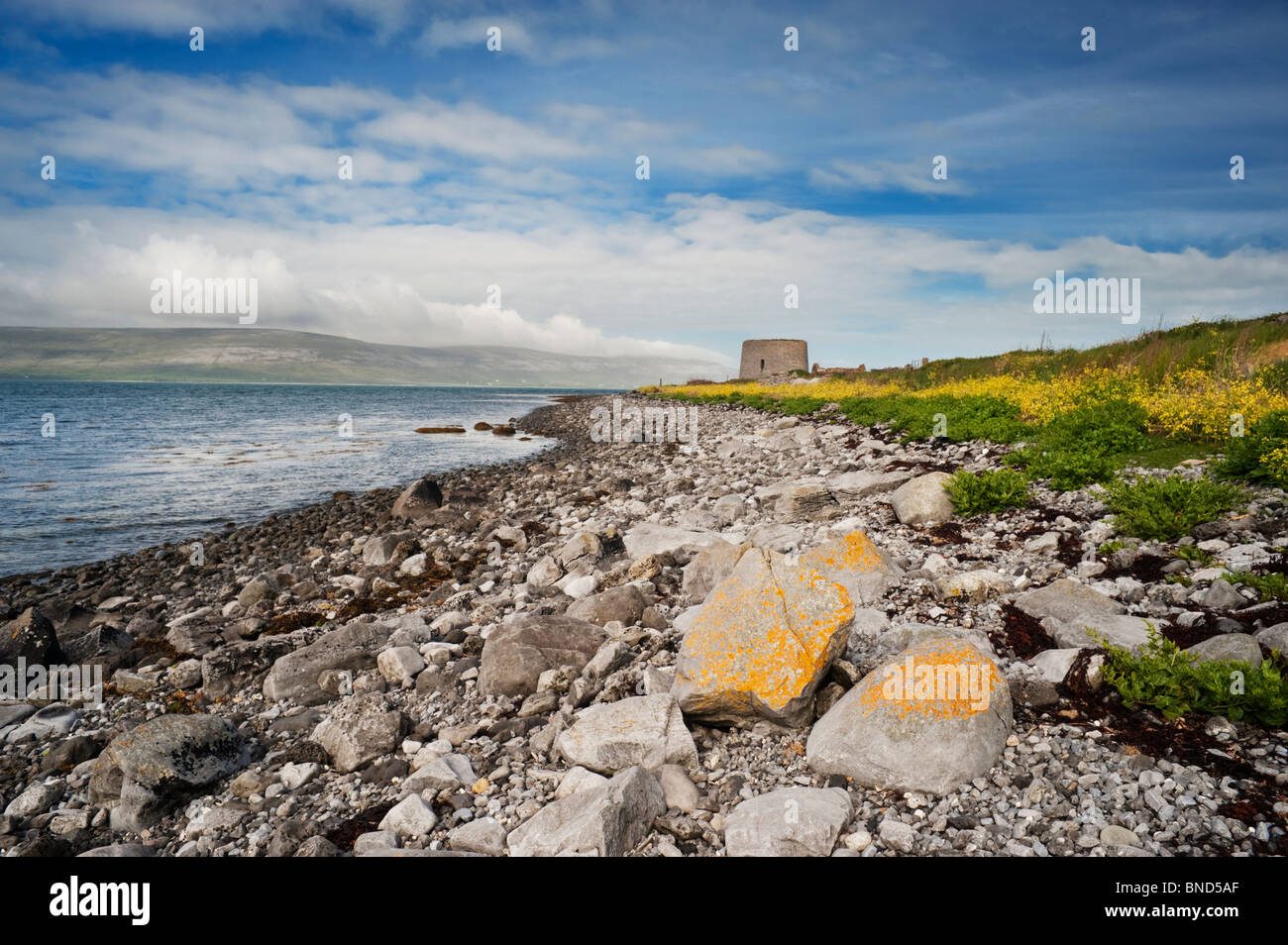 Punto Finavarra, el Burren, en el condado de Clare, al oeste de Irlanda, con torre Martello y mar amarillo flores de rábano Foto de stock