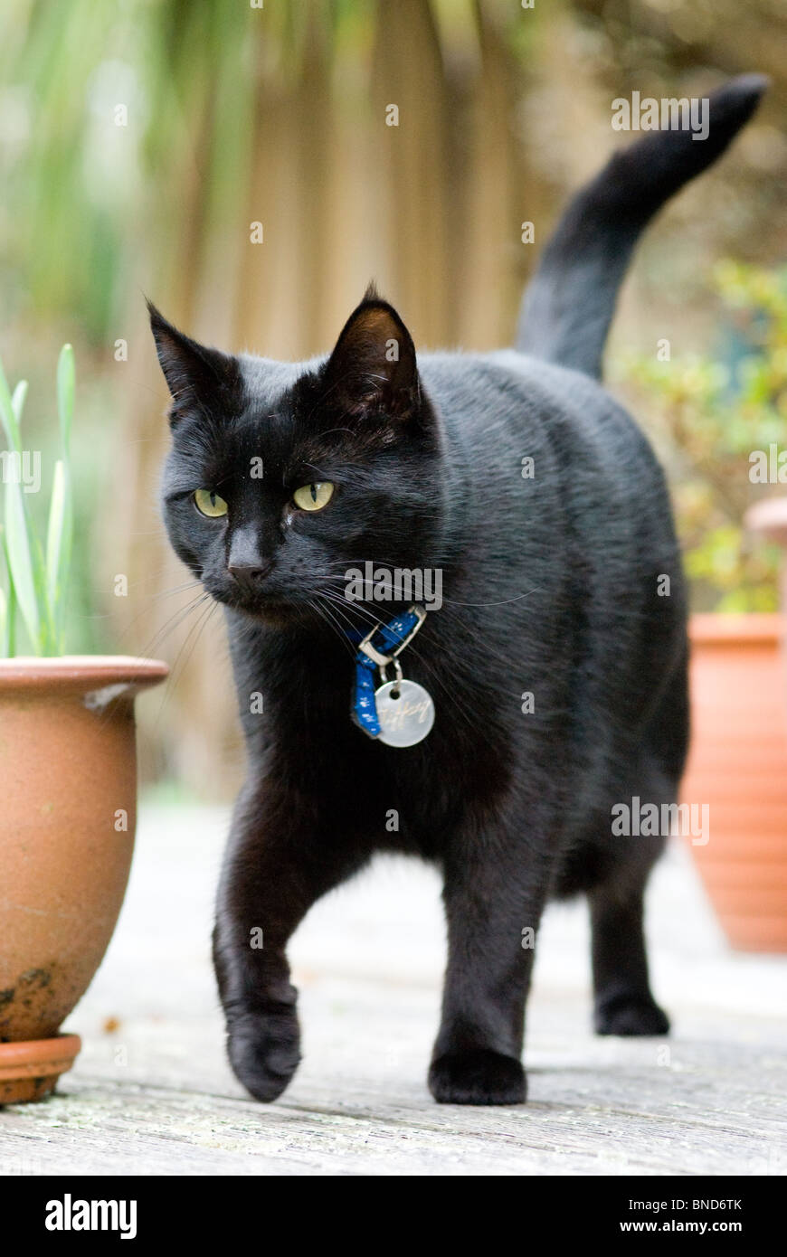 Gato negro Foto de stock