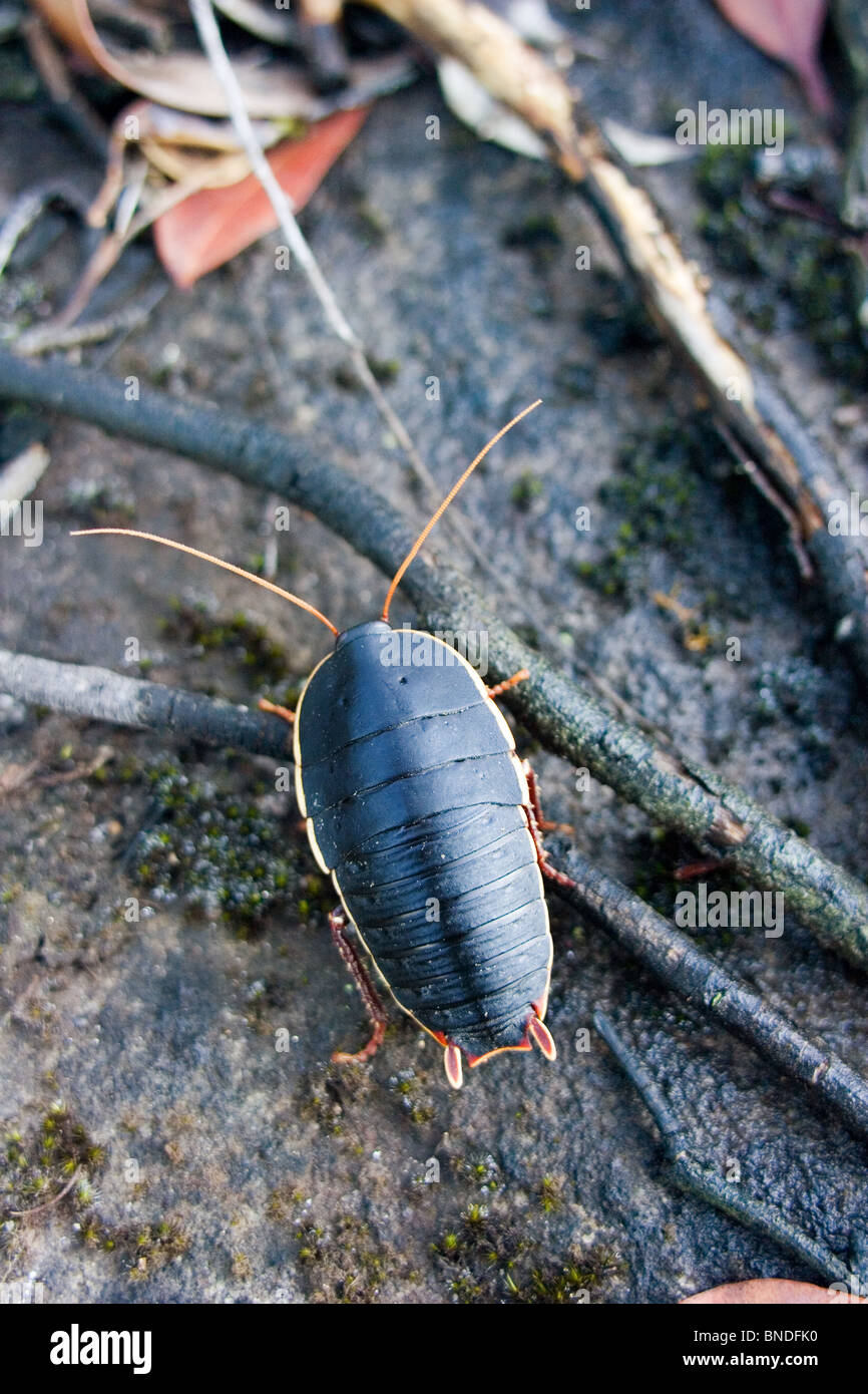 Una cucaracha de Bush (Blattaria) en el piso del bosque, Australia Foto de stock
