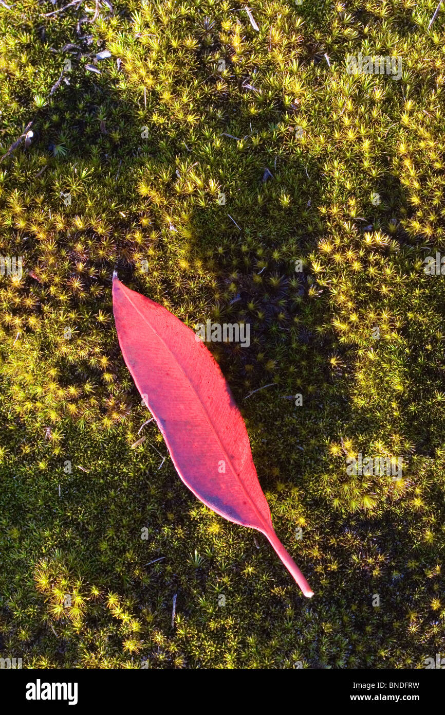 Close-up de musgo verde iluminado por el sol y una hoja roja, Australia Foto de stock