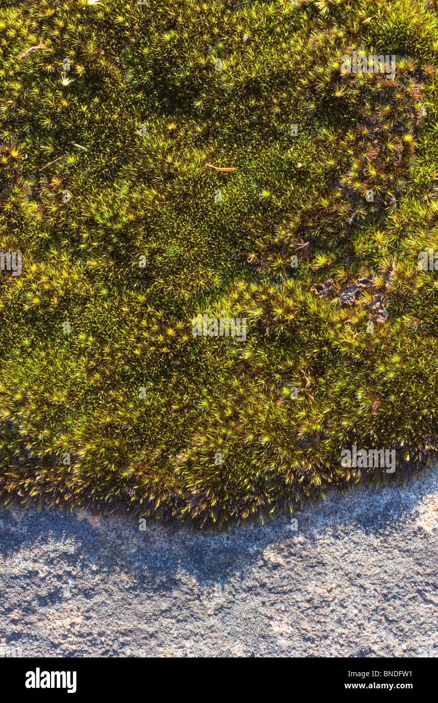 Close-up de musgo verde contrastando con piedra, iluminados por el sol, Australia Foto de stock