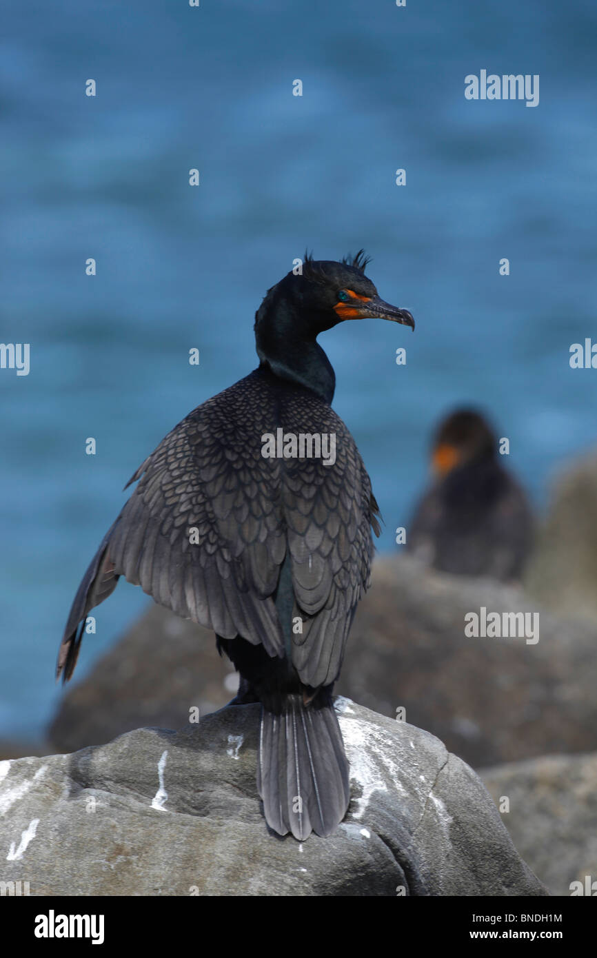 El cormorán de doble cresta (Phalacrocorax auritus) Tomando Sol Foto de stock