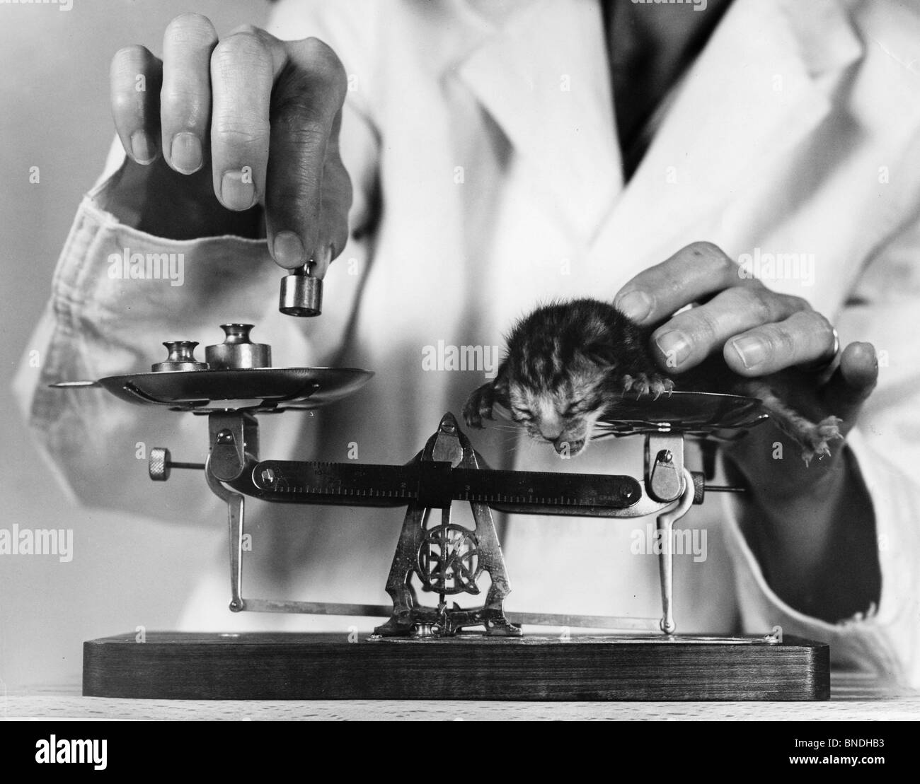 Close-up de un científico pesando un gatito recién nacido Foto de stock