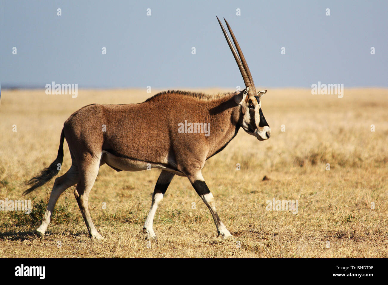 Oryx Beisa, Ol Pejeta Conservancy Foto de stock