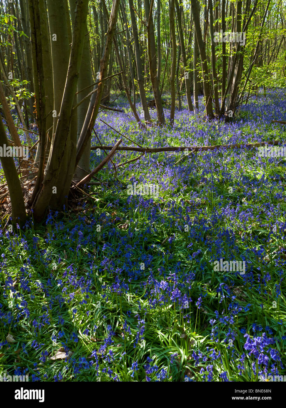 Bluebell común en bosques, Hyacinthoides non-scripta es una planta bulbosa perenne primavera la floración planta Foto de stock