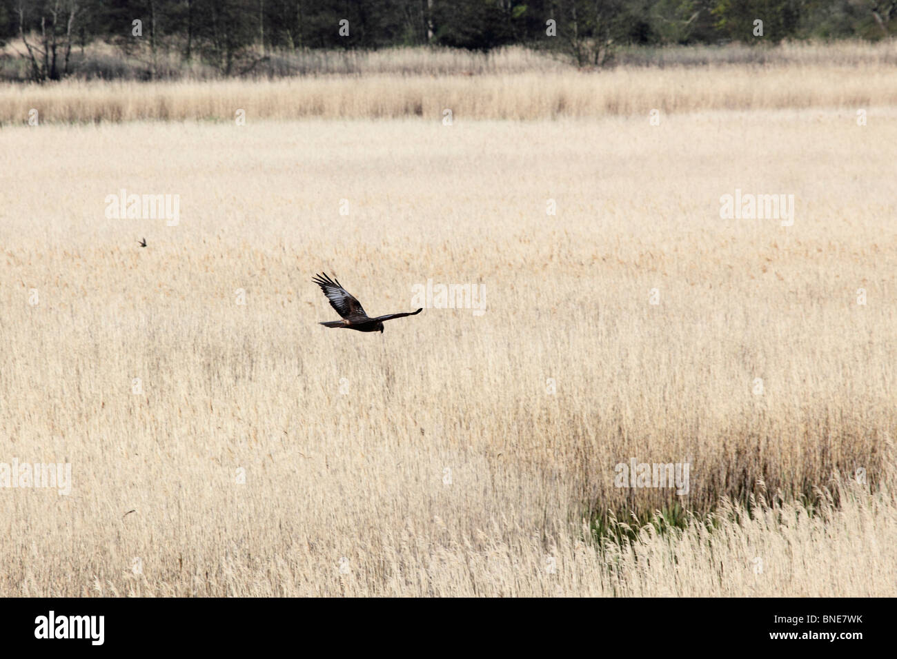 Aguilucho lagunero (Circus aeruginosus), reserva RSPB Minsmere, Suffolk, Mayo 2010 Foto de stock