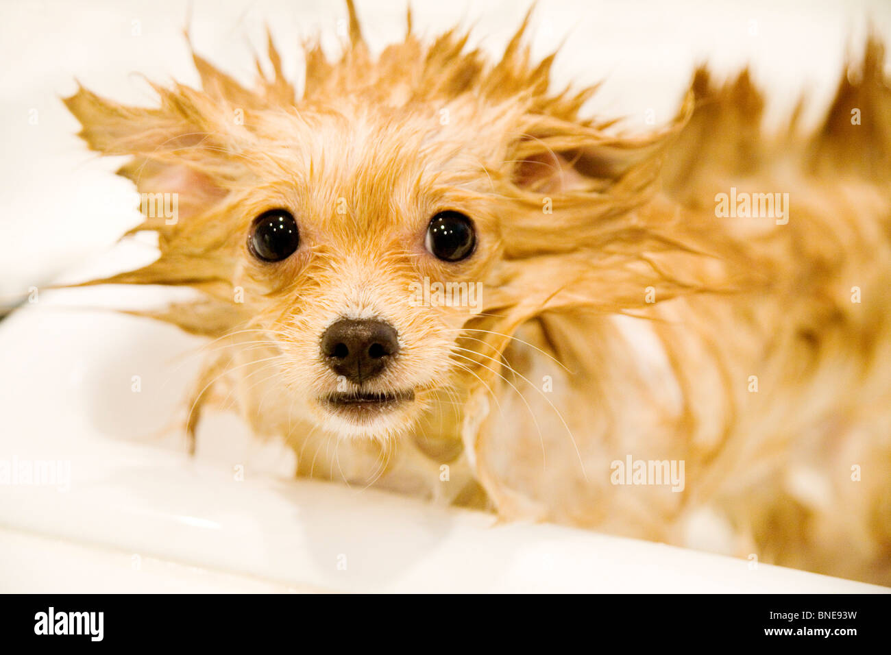 Cachorro de Pomerania en una tina de baño Fotografía de stock - Alamy
