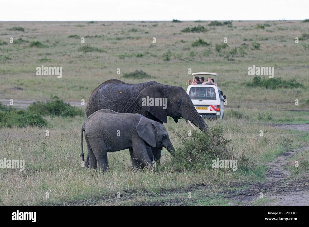 Los elefantes africanos que pastan en los prados de la Reserva Nacional de Masai Mara, Kenya África Oriental Foto de stock