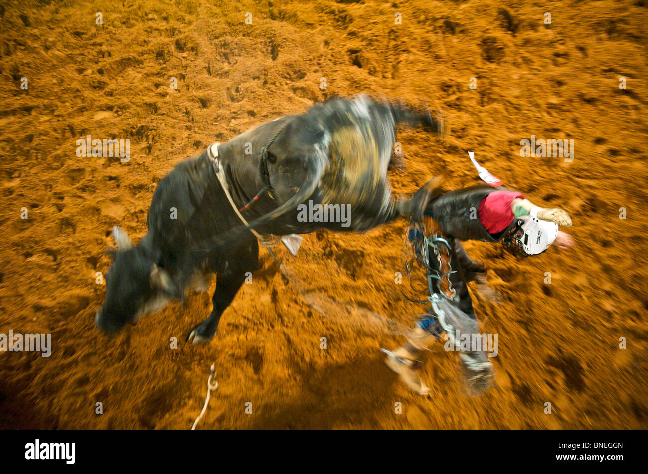 Miembro de rodeo PRCA cayendo de Bull en Smalltown Bridgeport Texas, EE.UU. Foto de stock