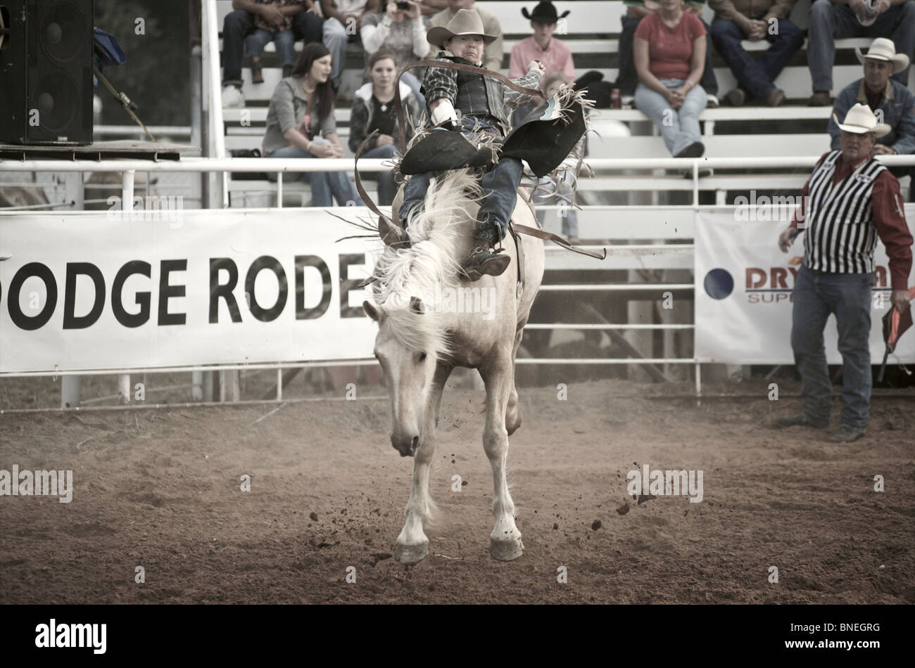 Caballo cowboy rodeo intentando lanzar miembro de PRCA desde su espalda en Smalltown, Bridgeport, Texas, EE.UU. Foto de stock