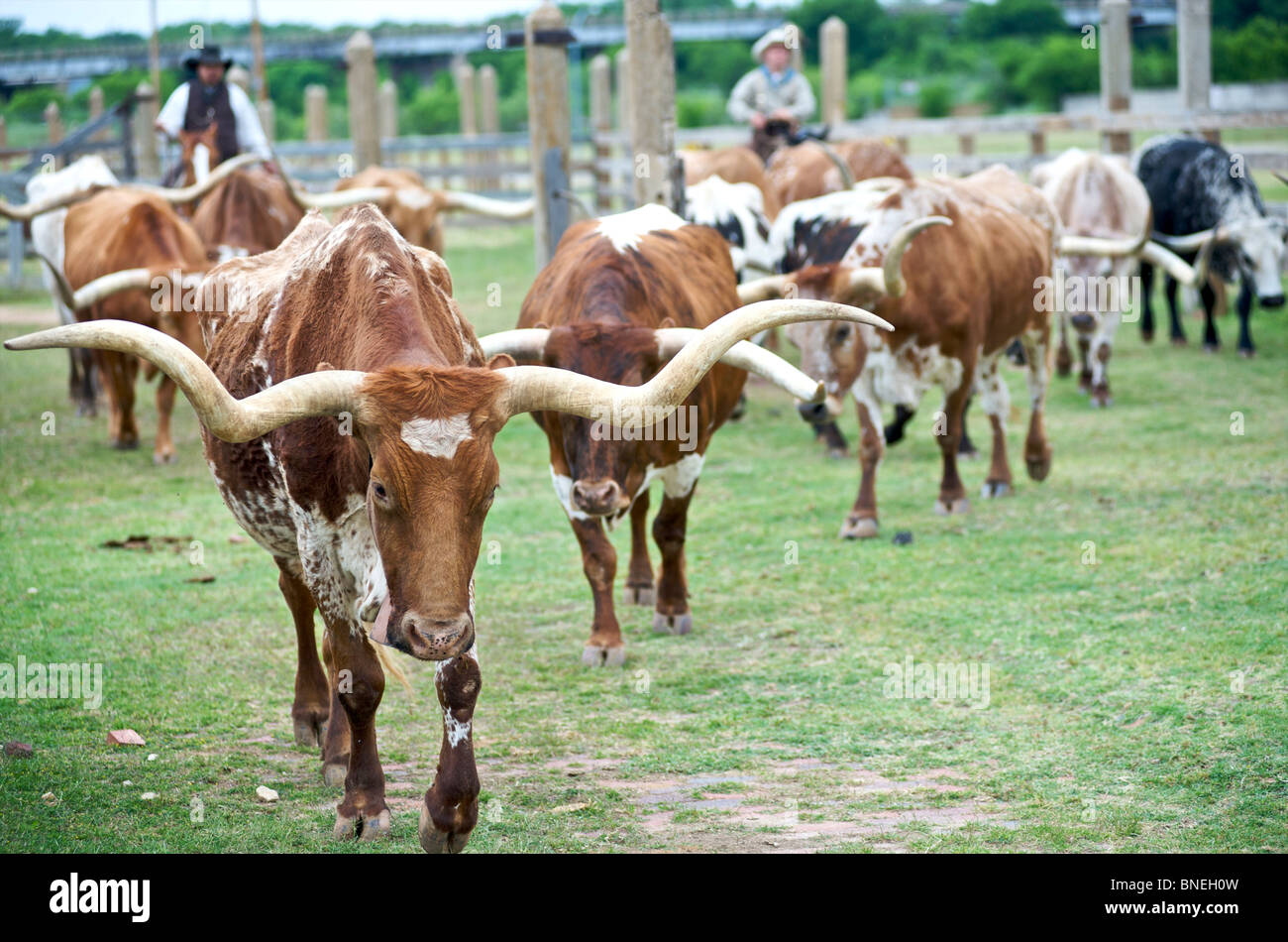 Vaqueros pastorear longhorns de Stockyards a las calles de Fort Worth en el norte de Texas Foto de stock