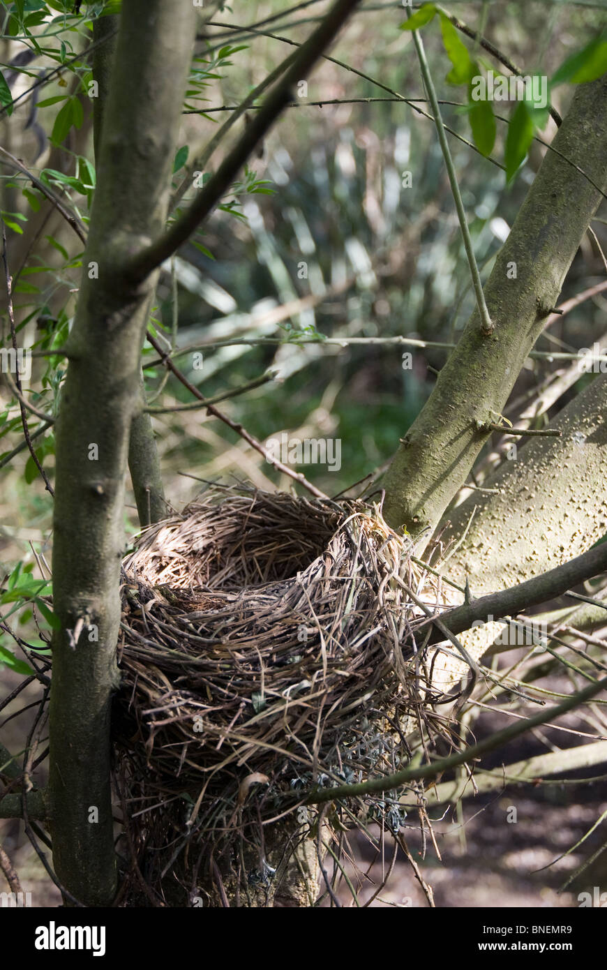 Mirlo Turdus merula nest Foto de stock