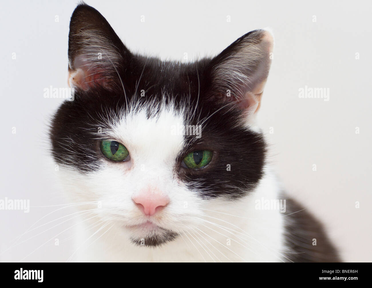 Un macho adulto en Blanco y Negro cat (Felis catus) con ojos verdes mirando directamente a la cámara Foto de stock