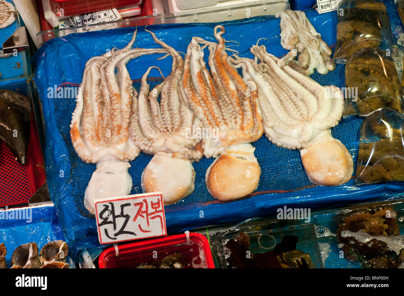 El pulpo a la venta en el mercado de pescado de Noryangjin, Seúl, Corea del Sur Foto de stock