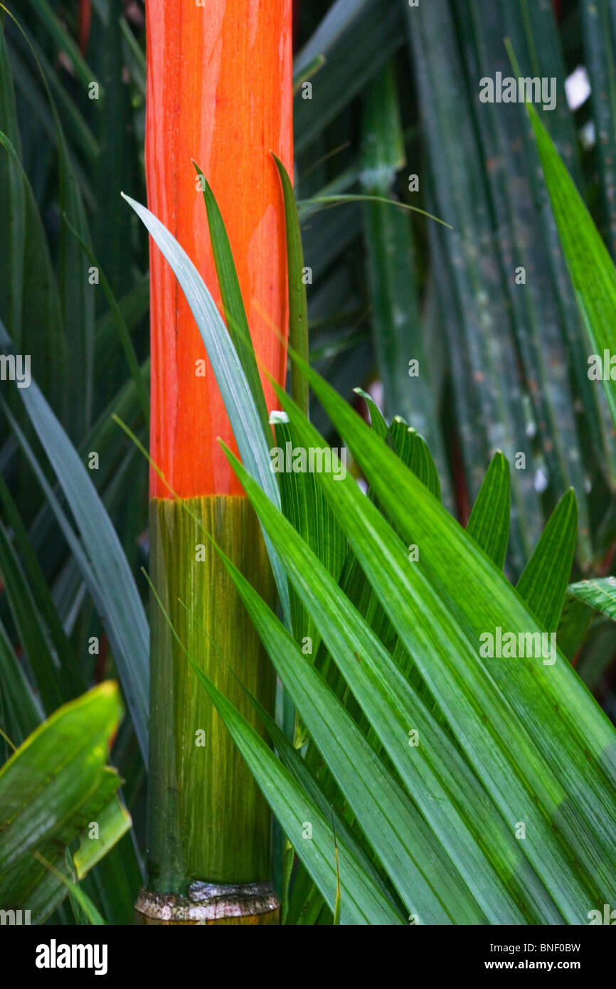 Tallos rojos y hojas verdes de la red Lacre Palms (Cyrtostachys renda), Sabah, Malasia Foto de stock