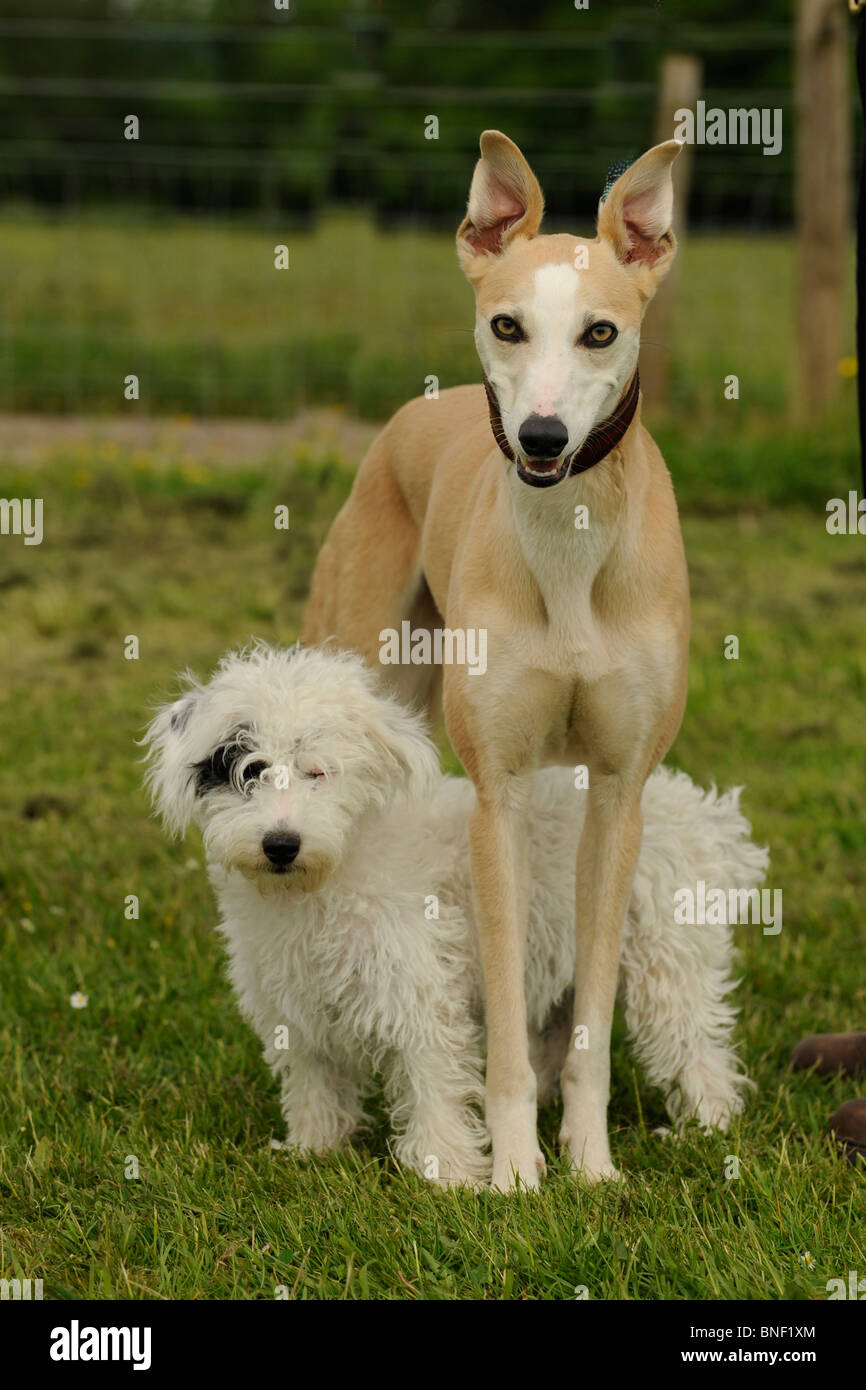Perro grande y pequeño perro amigos Fotografía de stock - Alamy