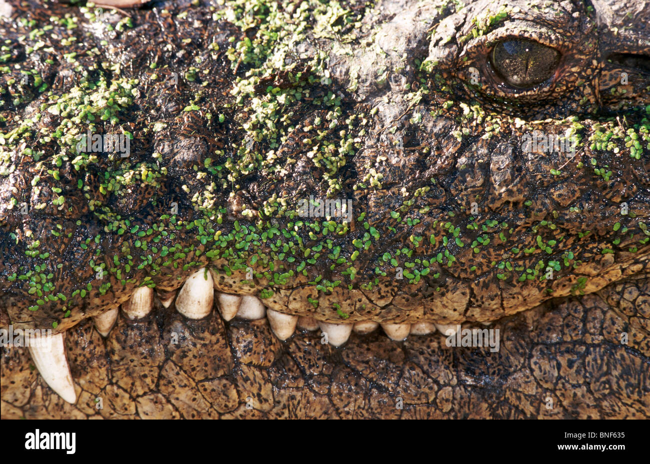 Primer plano del cocodrilo del Nilo (Crocodylus nilotica) Boca y dientes, Santa Lucía, Provincia de KwaZulu-Natal, Sudáfrica Foto de stock