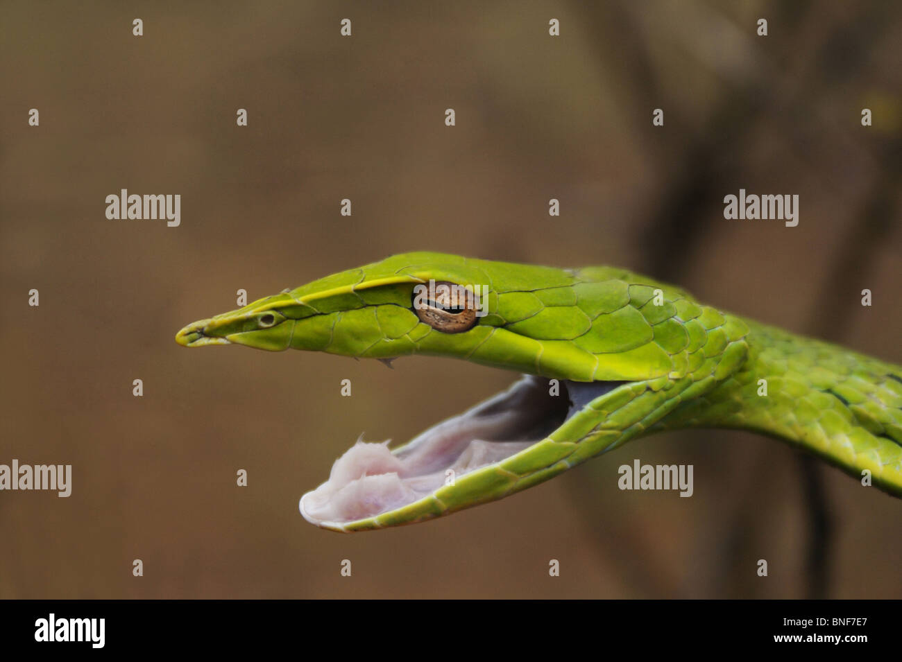 Vid común serpiente Ahaetulla nasuta levemente venenosas, común. Encontrado en toda la India. Lugar- Amboli, Maharashtra, India Foto de stock