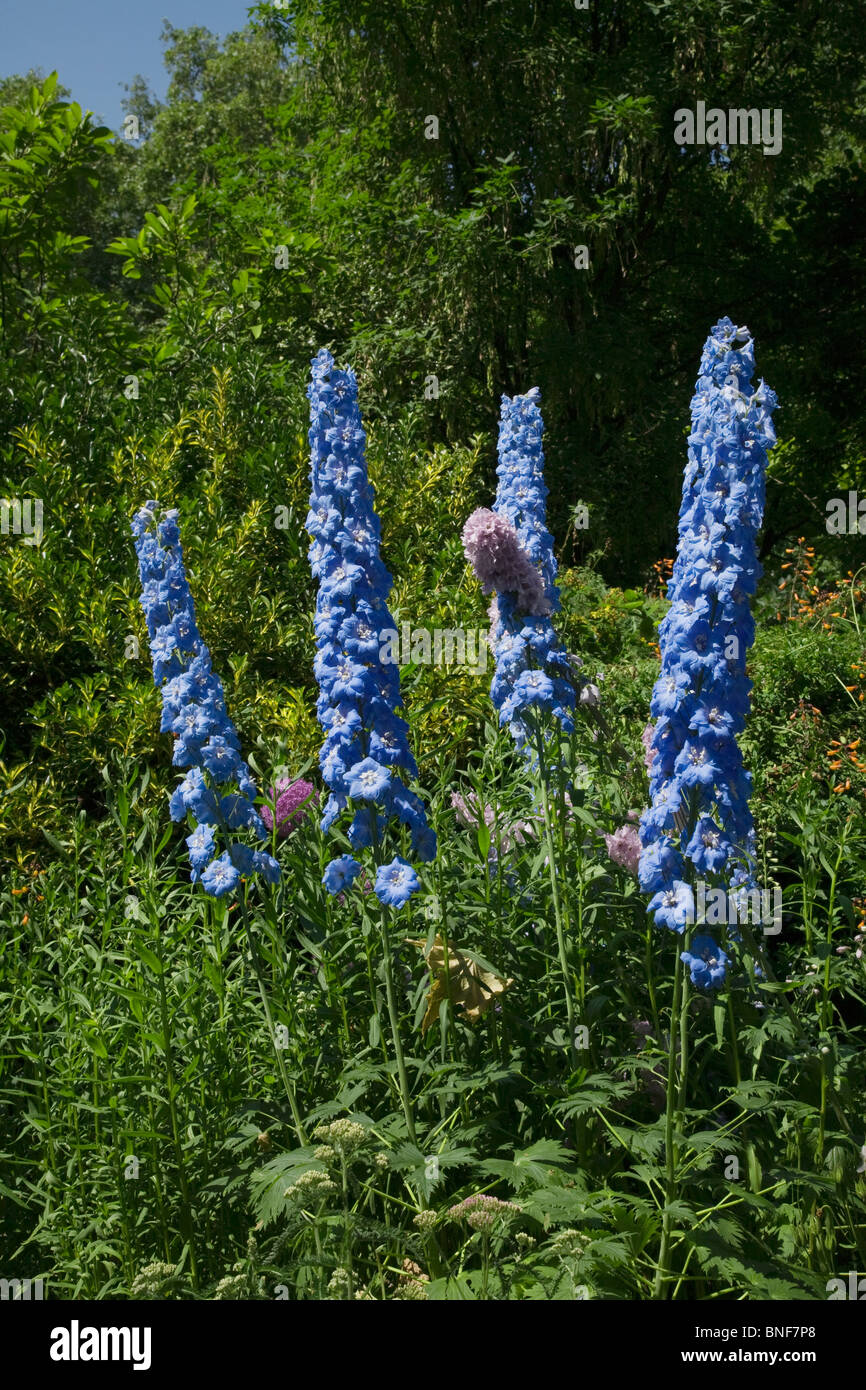 Imponente delphinium flor azul Foto de stock