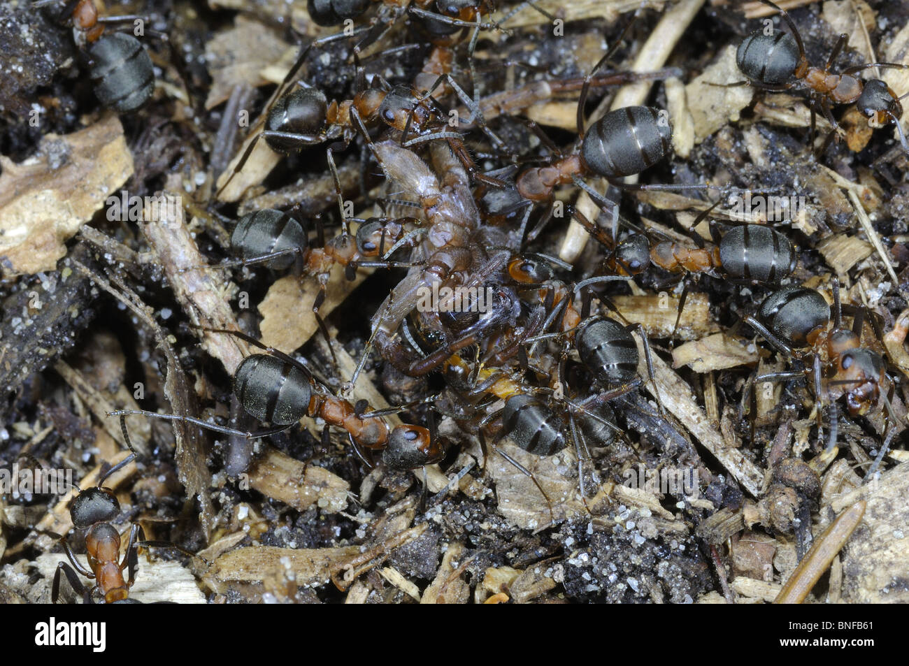 Sur de hormigas de madera roja (Formica rufa) atacando a una araña en el hormiguero Foto de stock