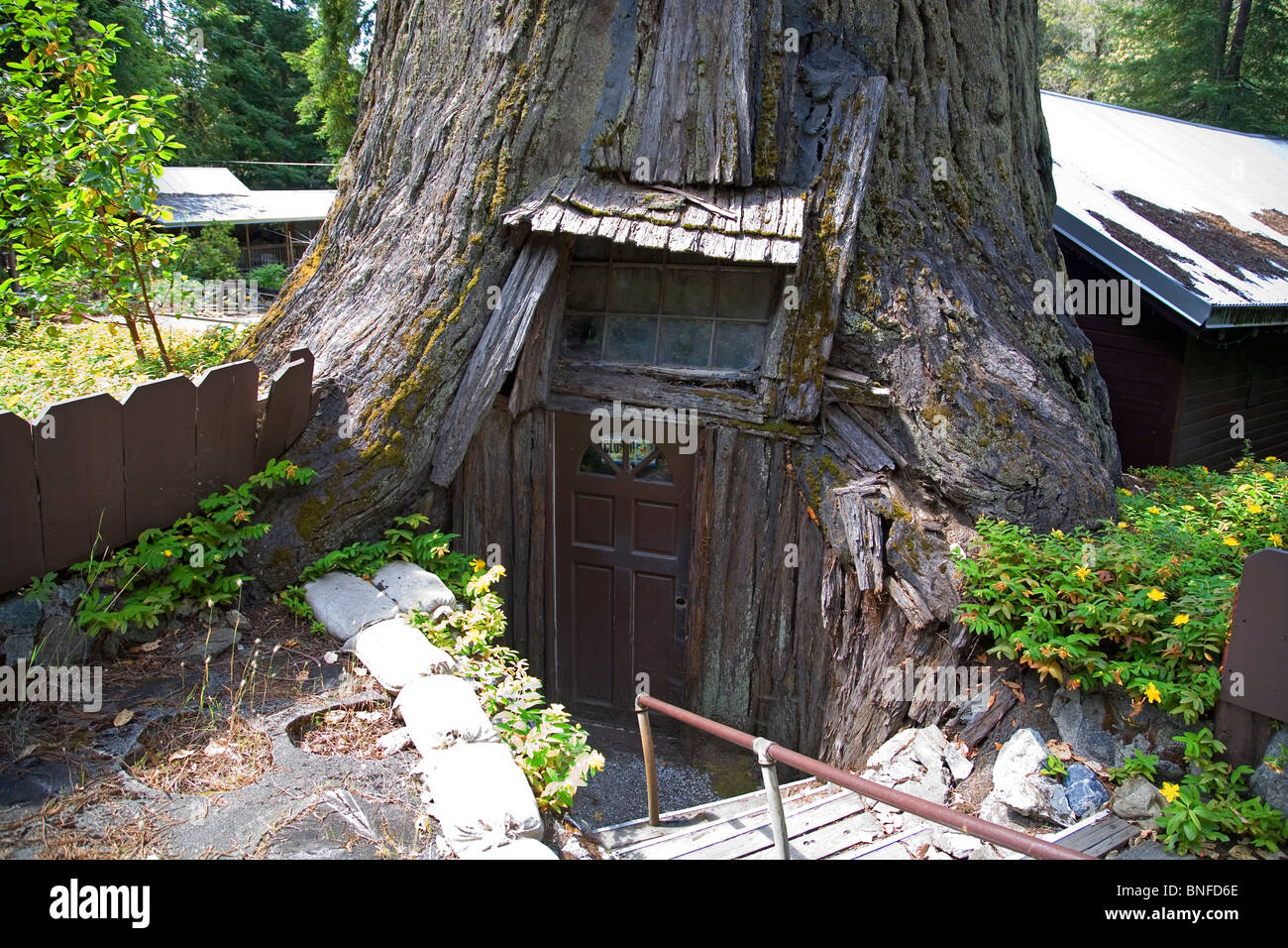 El Tree House, una casa construida dentro de una secuoya gigante en el norte de California Redwoods del Parque Nacional, la Avenida de los gigantes. Foto de stock