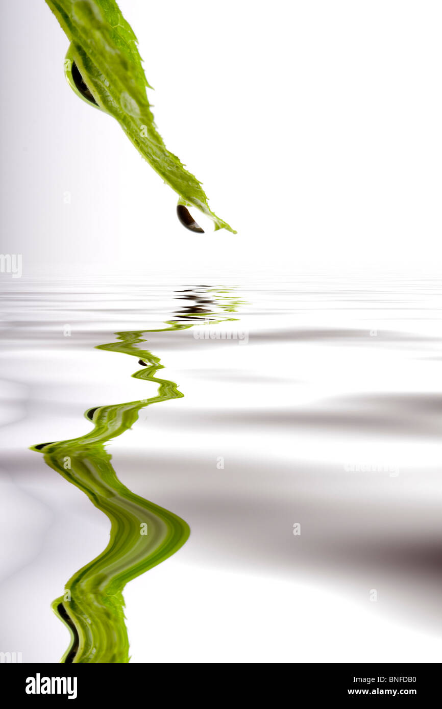 Hoja verde con la gota de agua se refleja en una agua Foto de stock