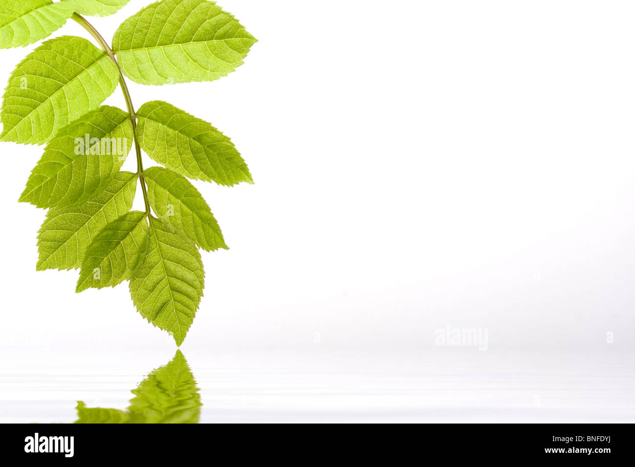 Hoja verde con la gota de agua se refleja en una agua Foto de stock