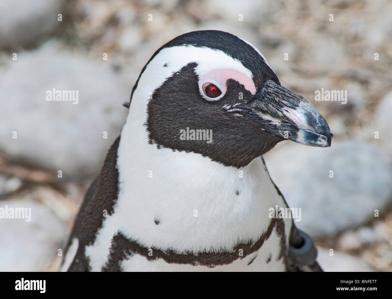 Primer plano de un pingüino de cabeza y hombros Foto de stock