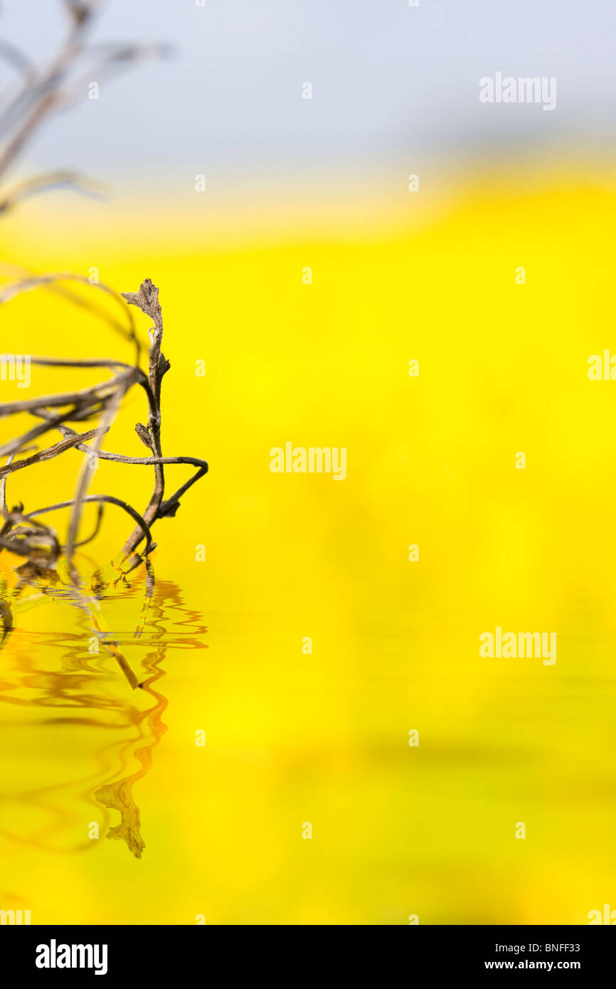 Planta seca se está reflejando en una agua Foto de stock