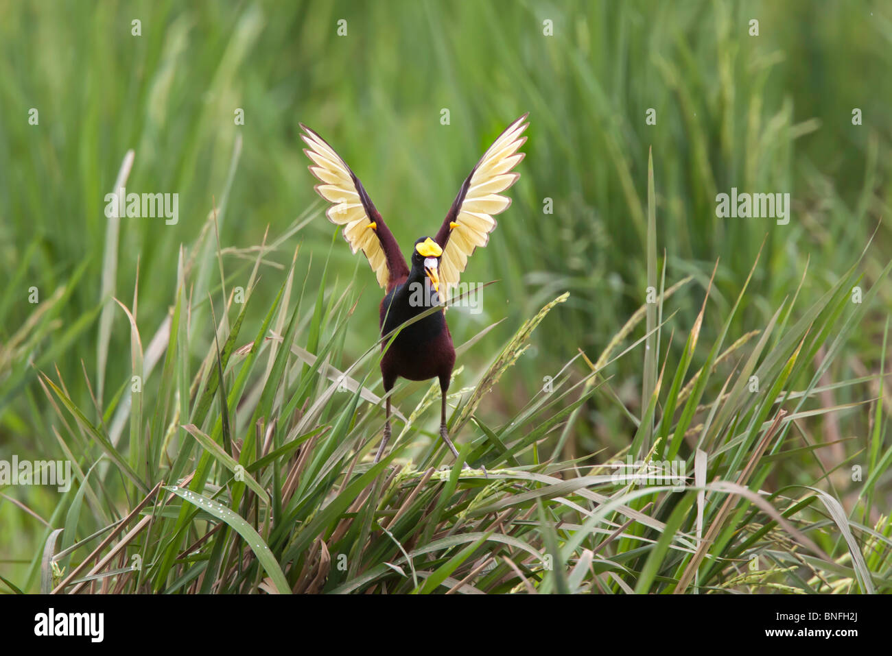 Norte Jacana adulto haciendo wing diaplay después del aterrizaje. Nota espuelas amarillas en las alas. Foto de stock
