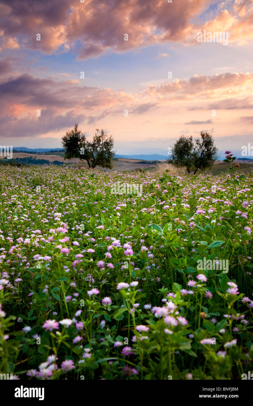 Campo de flores silvestres al atardecer cerca de Pienza, Toscana Italia Foto de stock