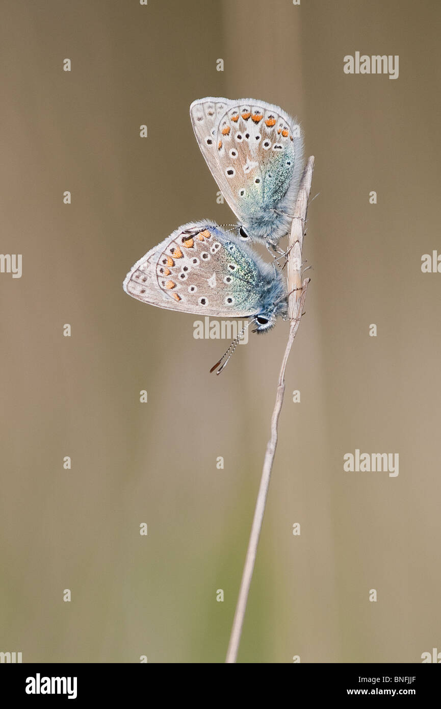 Un par de mariposas azules comunes posados Foto de stock