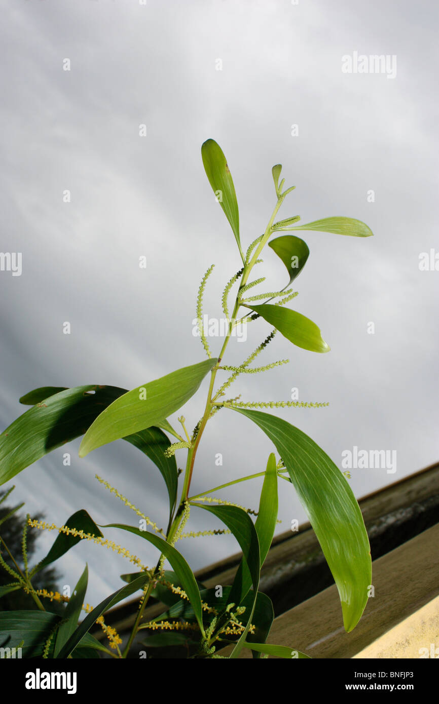 Planta de Acacia en la luz del día Foto de stock