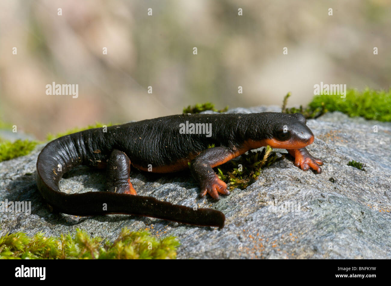 Un aspecto gomosa Newt (curva roja Taricha rivularis) sobre una roca de musgo en Lake Sonoma Recreation Area, Condado de Sonoma, California Foto de stock