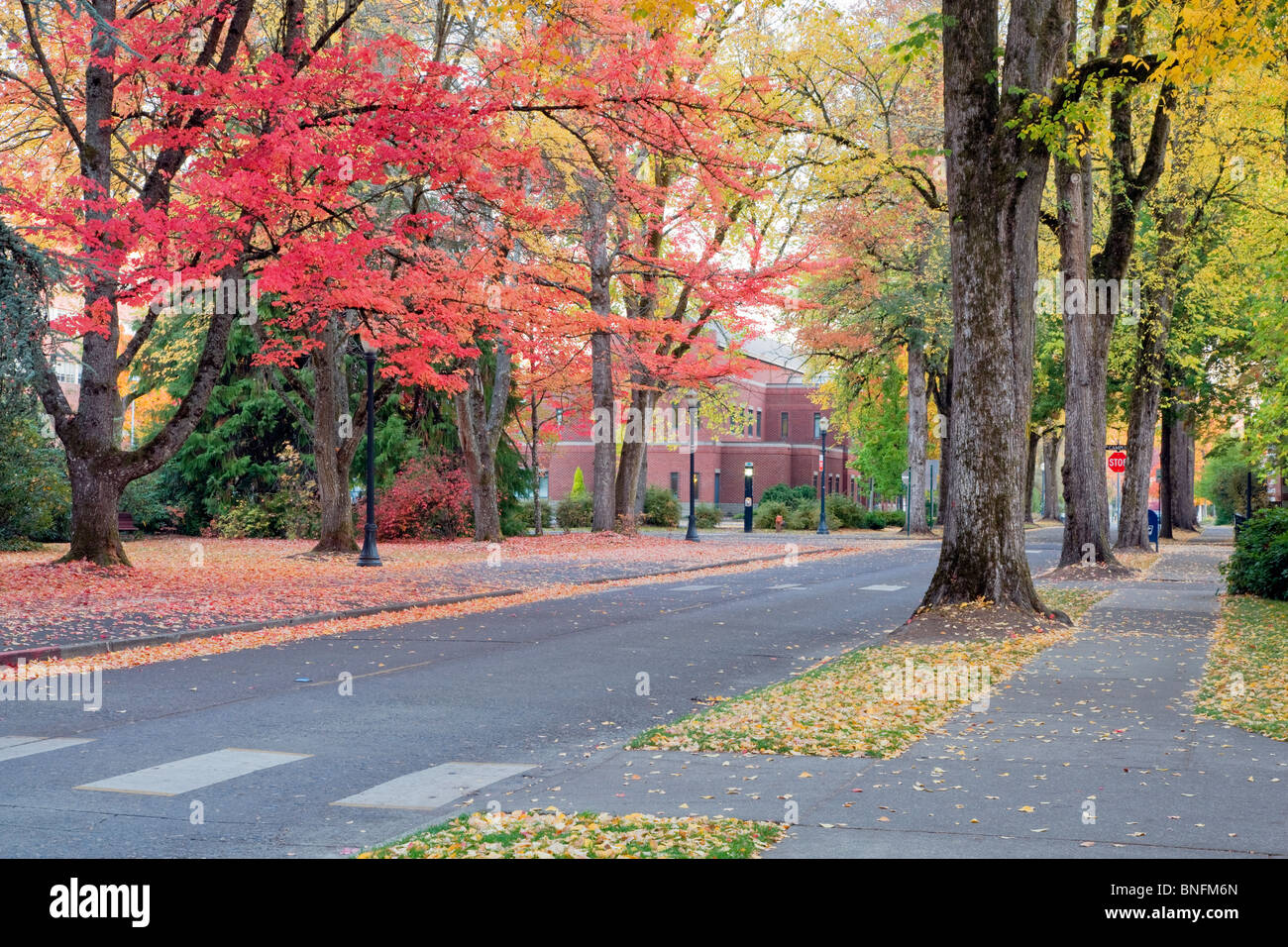 Carretera a través del campus con color en el otoño. La Universidad Estatal de Oregon. Foto de stock
