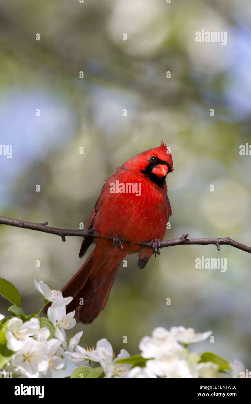 Macho adulto cardenal norteño encaramado entre Apple Blossoms Foto de stock