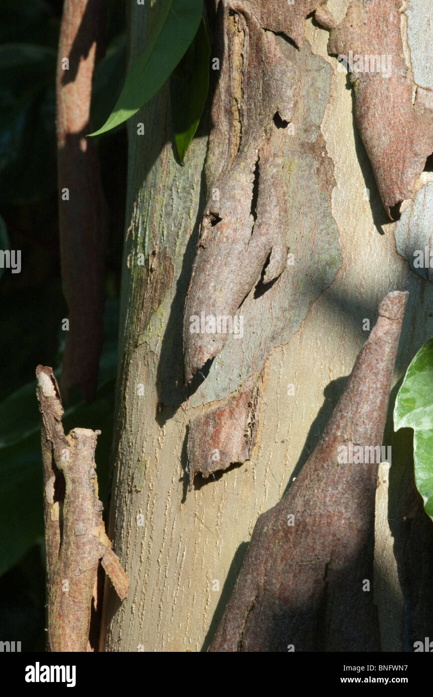 Pelar la corteza de eucalipto gunii (sidra) gum tree Foto de stock