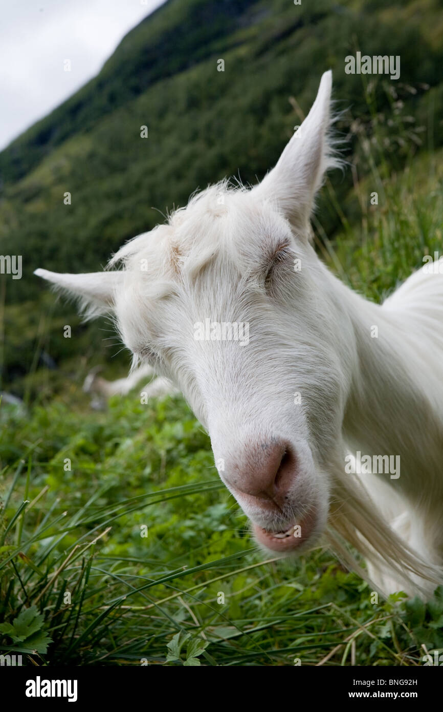 Retrato de una cabra gracioso ciegamente en un verde prado Foto de stock