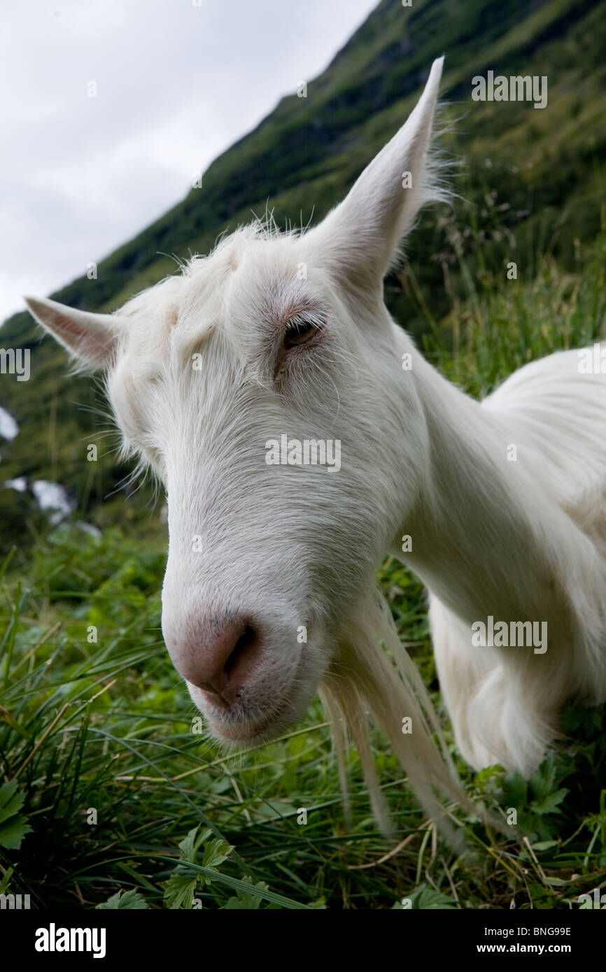 Retrato de una cabra blanca sobre una pradera verde Foto de stock