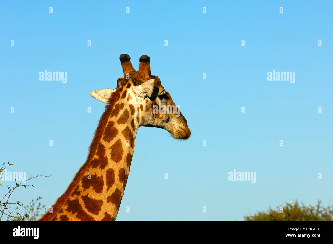 Jirafa , jirafa, camelopardalis, mirando a lo lejos, la Reserva de Caza Madikwe, Sudáfrica Foto de stock