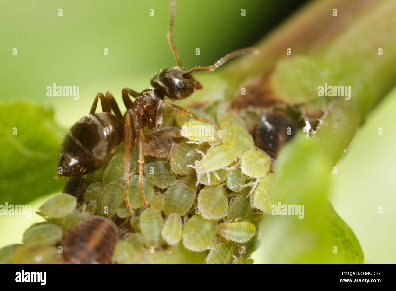 Lasius niger, la hormiga negra de jardín, viendo a los áfidos y ordeño Honey Dew Foto de stock