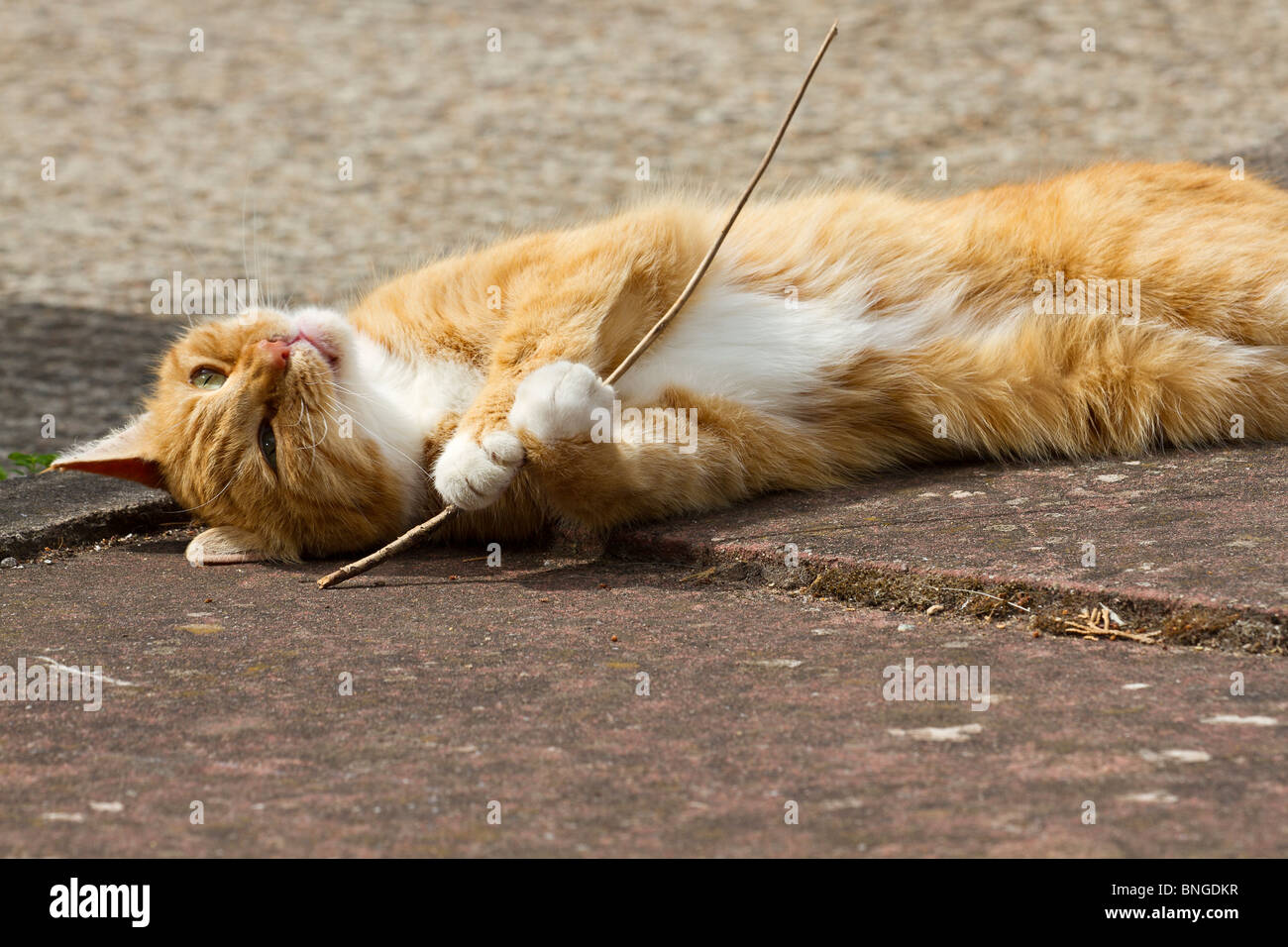 Una hembra adulta de jengibre gato (Felis catus) al aire libre jugando con stick celebradas entre sus patas Foto de stock