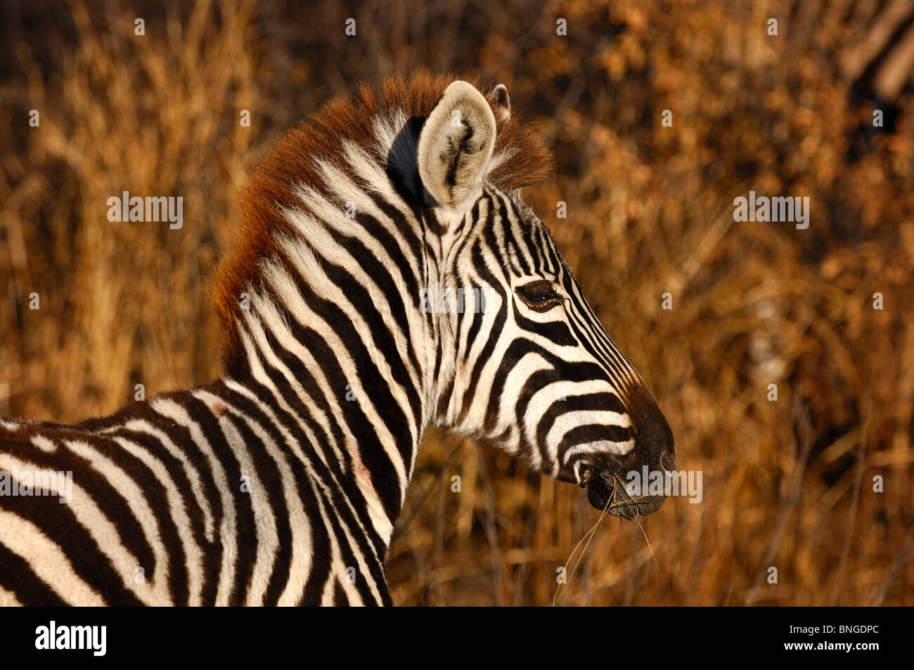 Burchell, zebra Equus burchelli, Madikwe Game Reserve, Sudáfrica Foto de stock