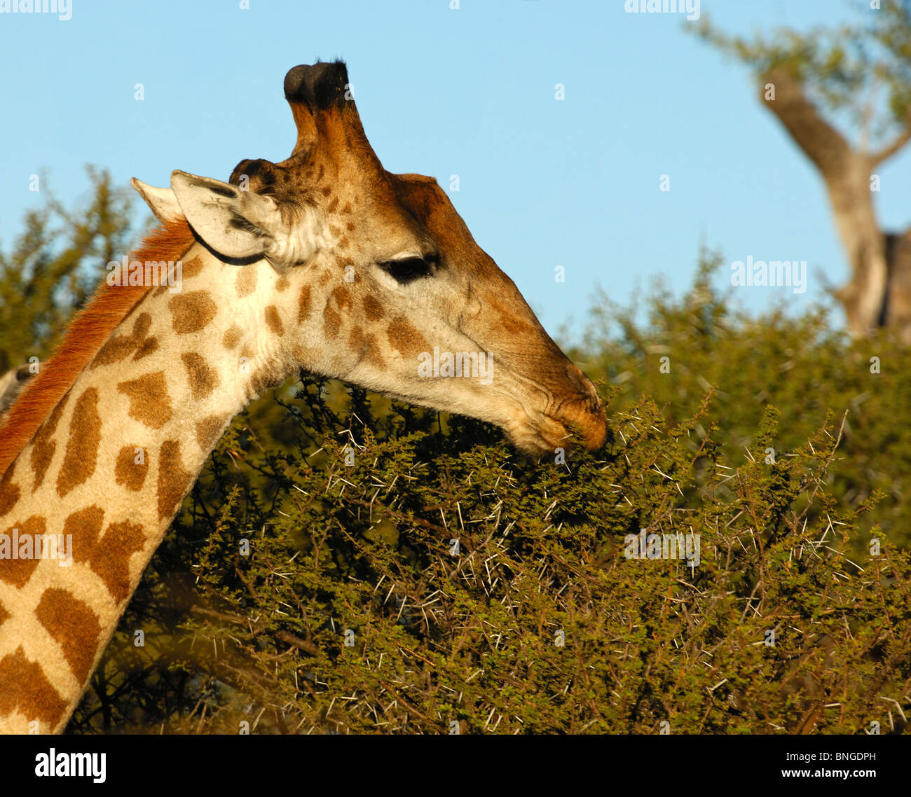 Jirafa , jirafa, camelopardalis, forrajeando en árboles de acacia, la Reserva de Caza Madikwe, Sudáfrica Foto de stock