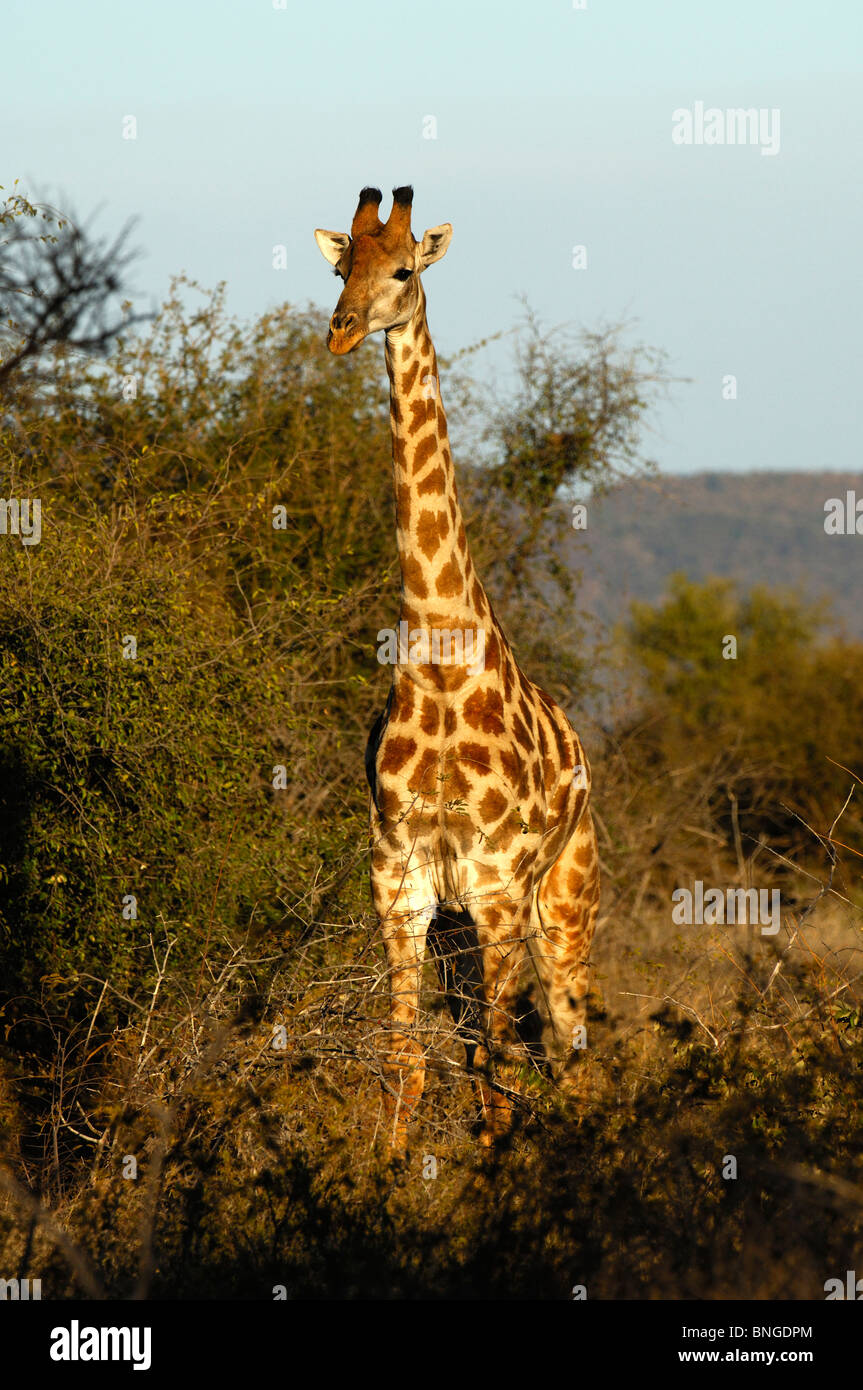 Jirafa jirafa, camelopardalis, de pie en la sabana de arbustos, la Reserva de Caza Madikwe, Sudáfrica Foto de stock