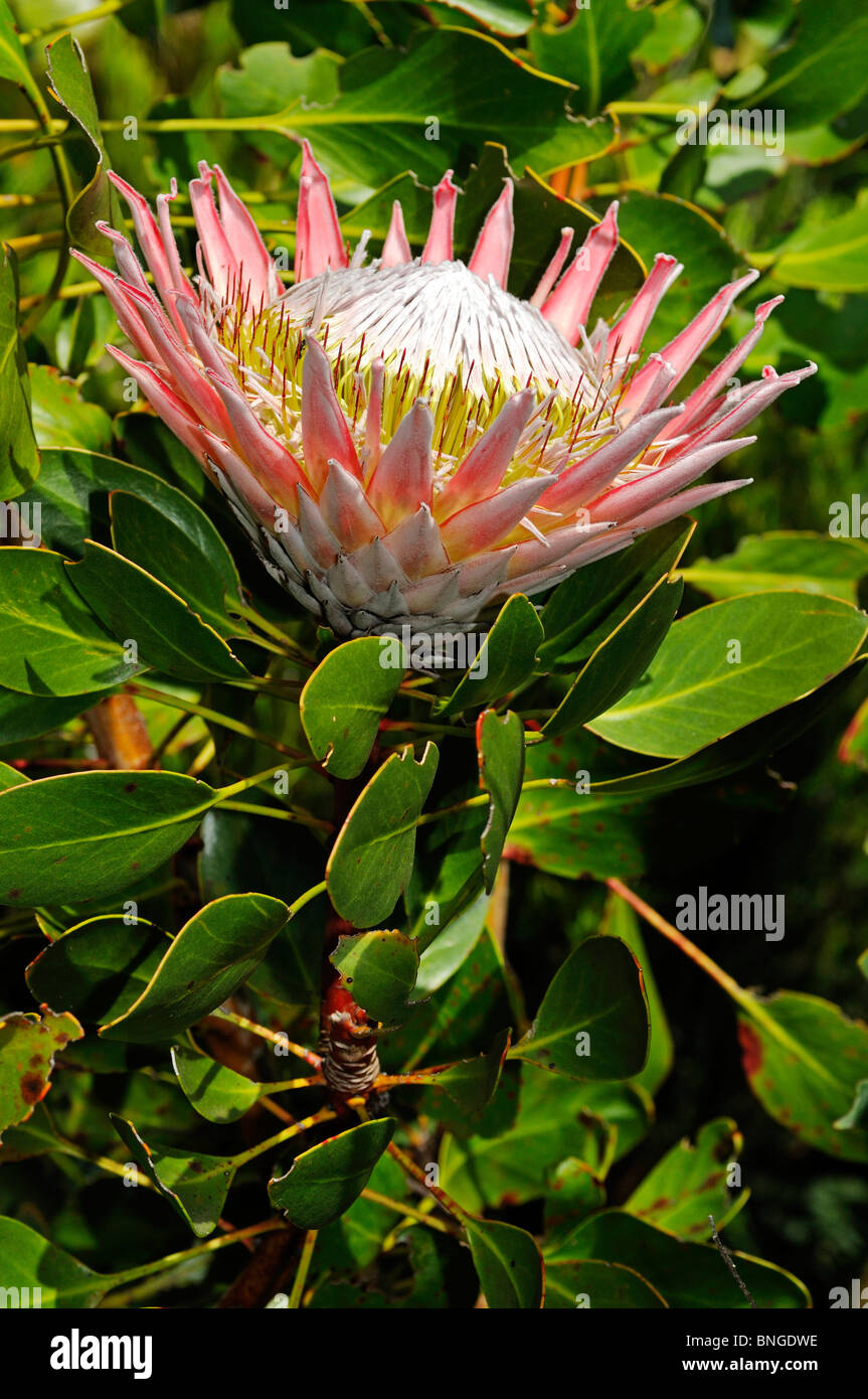 Protea rey Protea cynaroides,, la flor nacional de Sudáfrica, Reino Floral del Cabo, Sudáfrica Foto de stock